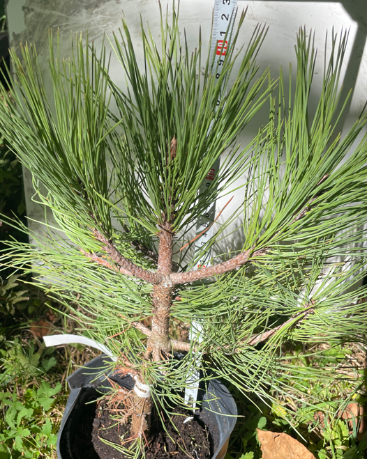 Pinus jeffreyi - 40 cm