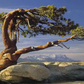 Pinus jeffreyi - 40 cm