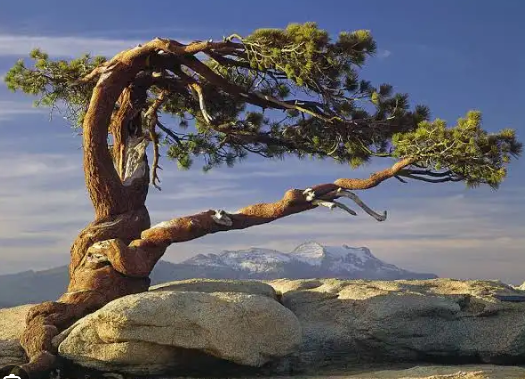 Pinus jeffreyi - 40 cm