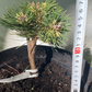 Pinus mugo 'Billabong' - 18 cm
