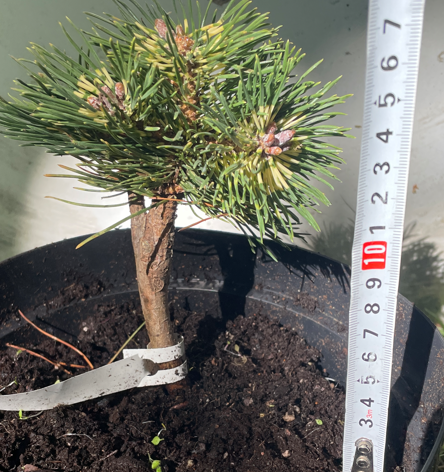 Pinus mugo 'Billabong' - 18 cm