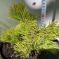 Pinus mugo ‘Little Gold Star’ - 15 cm