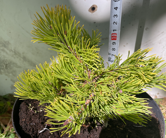 Pinus mugo ‘Little Gold Star’ - 15 cm