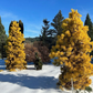 Pinus contorta 'Chief Jopseph' - 15-20 cm