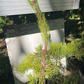 Pinus pungens 'Johny Goldstrike' - 40-45 cm