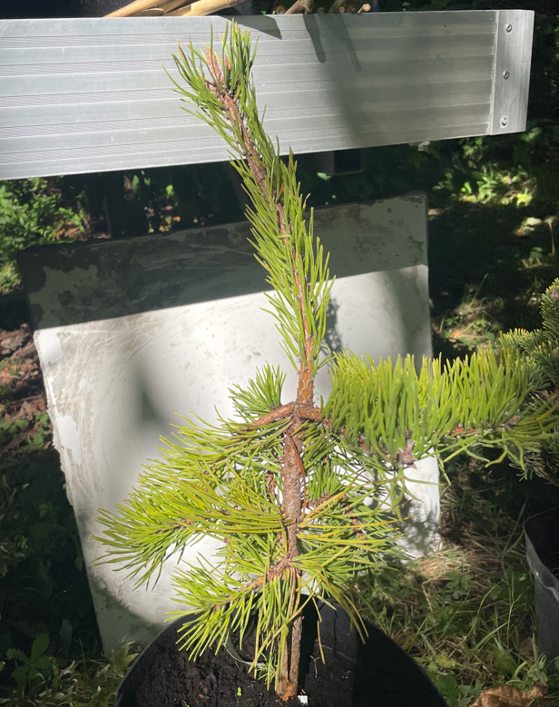 Pinus pungens 'Johny Goldstrike' - 40-45 cm
