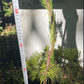 Pinus pungens 'Johny Goldstrike' - 40-45 cm