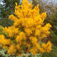 Pinus pungens 'Johny Goldstrike' - 40-45 cm