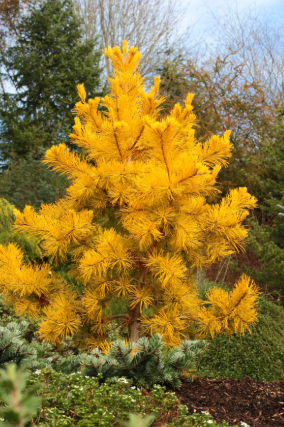 Pinus pungens 'Johny Goldstrike' - 40-45 cm