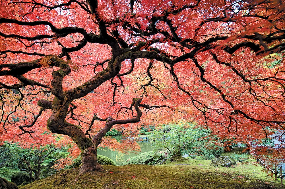 Semințe Arțar Japonez - 2025