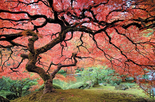 Semințe Arțar Japonez - 2025