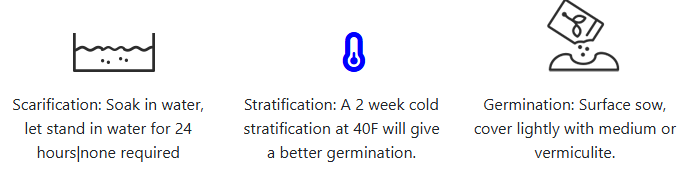 Seminte Metasequoia glyptostroboides - 50 seminte