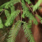Seminte Metasequoia glyptostroboides - 50 seminte