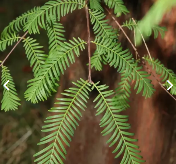 Seminte Metasequoia glyptostroboides - 50 seminte