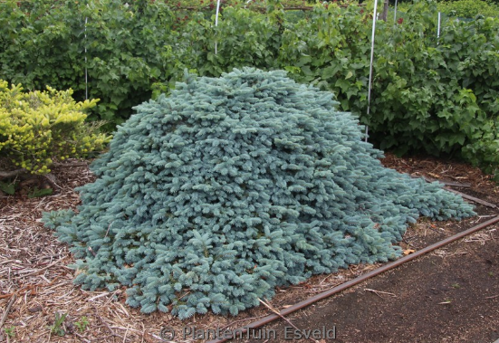 Picea pungens 'Karpaten' - 30-35 cm