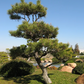 Pinus thunbergii 'Thunderhead' - 35, 55 cm