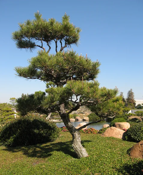 Pinus thunbergii 'Thunderhead' - 35, 55 cm