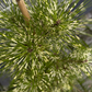 Pinus densiflora 'Shiro Nishiki' - 30 cm