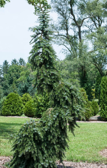 Picea omorika 'Pendula' - 90-100 cm