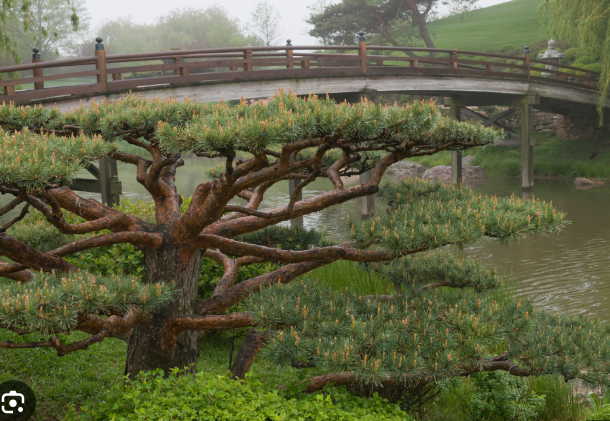 Seminte pin de padure - Pinus sylvestris
