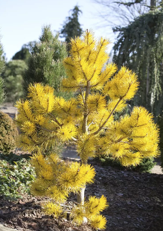 Pinus contorta 'Chief Joseph' - 50-60 cm