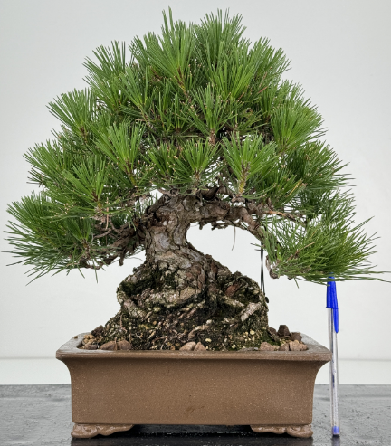 Seminte conifere - Pin negru japonez - Pinus thunbergii