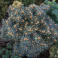 Picea pungens 'Brynek' - 15 cm