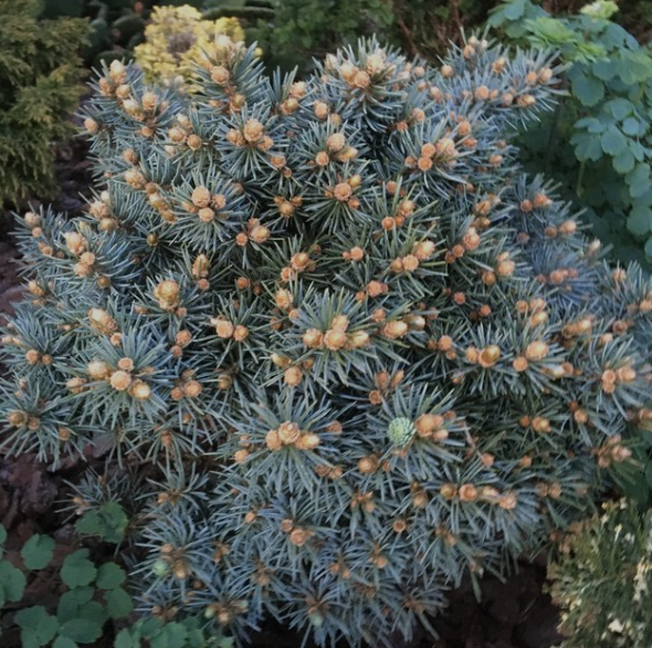 Picea pungens 'Brynek' - 15 cm