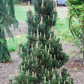 Pinus thunbergii 'Kotobuki' - 45 cm
