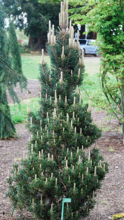 Pinus thunbergii 'Kotobuki' - 45 cm