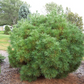 Pinus strobus 'Greg' 25-30 cm