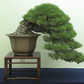 Pin negru japonez- Pinus thunbergii - 60 cm