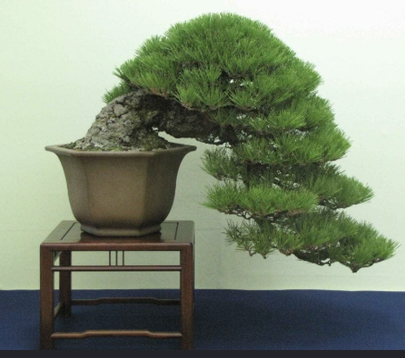 Pin negru japonez- Pinus thunbergii - 60 cm