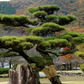 Pin negru japonez- Pinus thunbergii - 60 cm