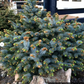 Picea sitchensis 'Tenas' 25-30 cm
