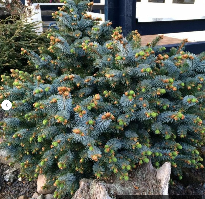 Picea sitchensis 'Tenas' 25-30 cm