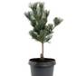 Pin alb japonez - Pinus parviflora 'Glauca' - 35 cm