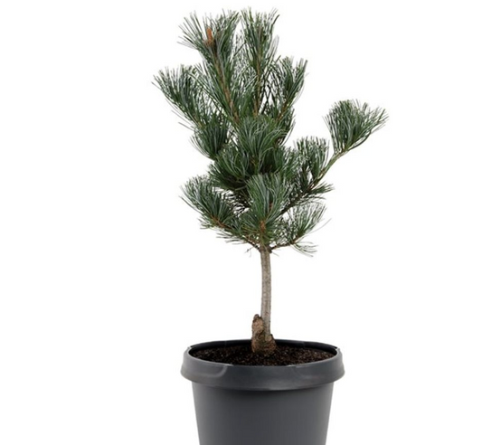 Pin alb japonez - Pinus parviflora 'Glauca' - 35 cm