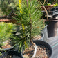 Pinus contorta 'Taylor's Sunburst' - 30 cm