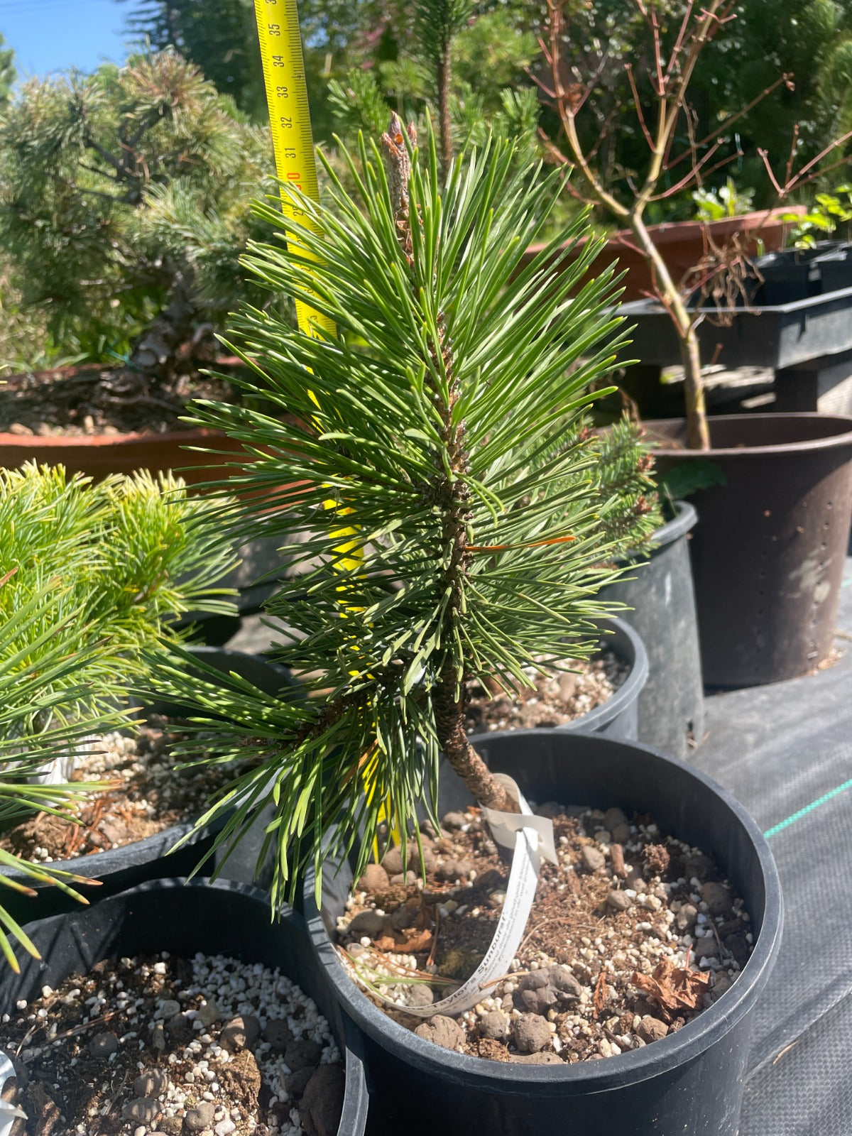 Pinus contorta 'Taylor's Sunburst' - 30 cm