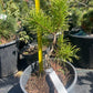 Pinus contorta 'Chief Josef' - 30 cm