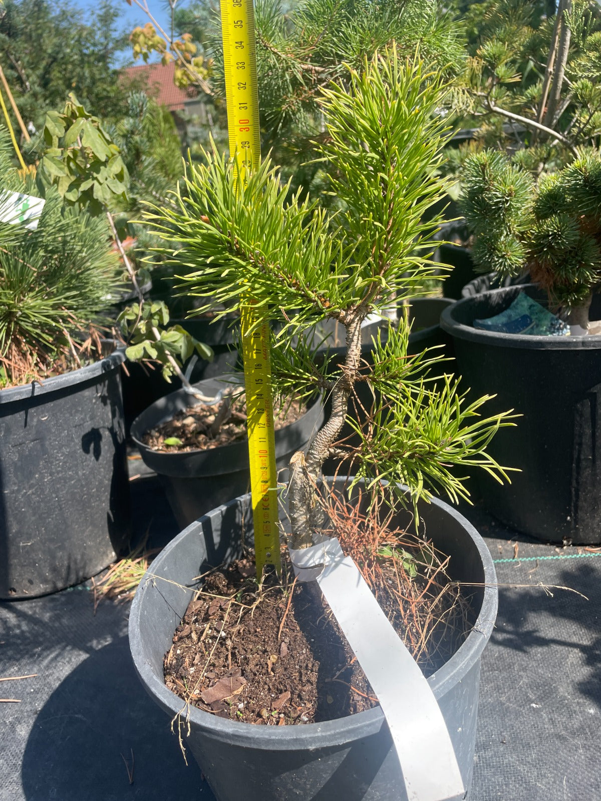 Pinus contorta 'Chief Josef' - 30 cm