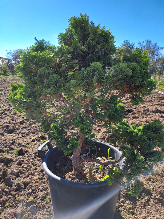 Chamaecyparis obtusa 'Nana Gracilis' 60 cm