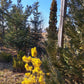 Pinus contorta 'Chief Josef' - 30 cm
