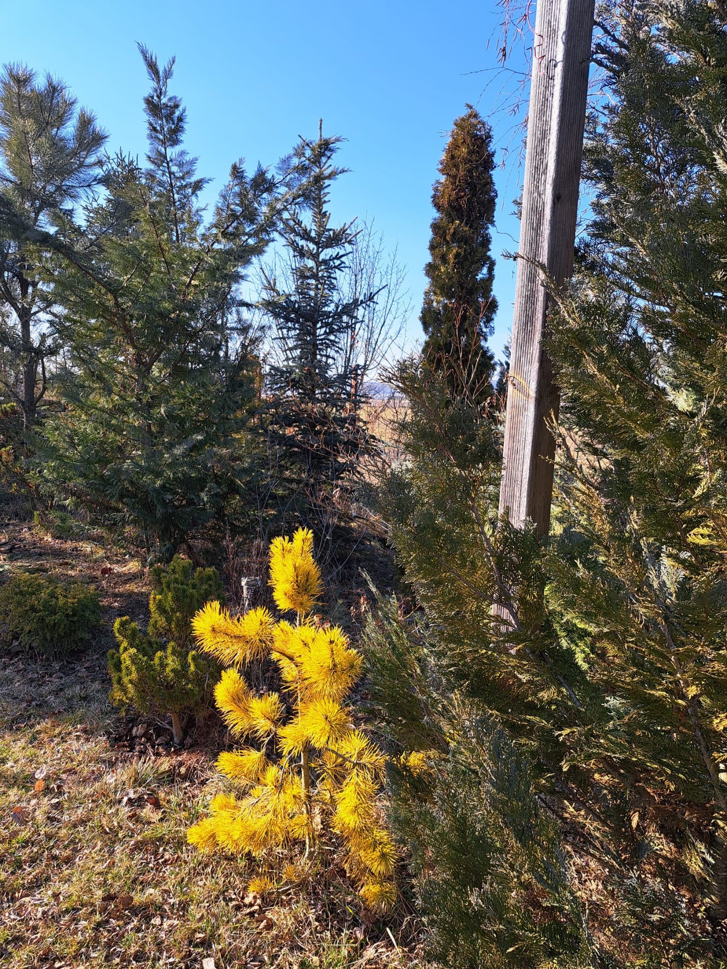Pinus contorta 'Chief Josef' - 30 cm