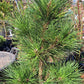 Pinus thunbergii 'Thunderhead' - 60 cm