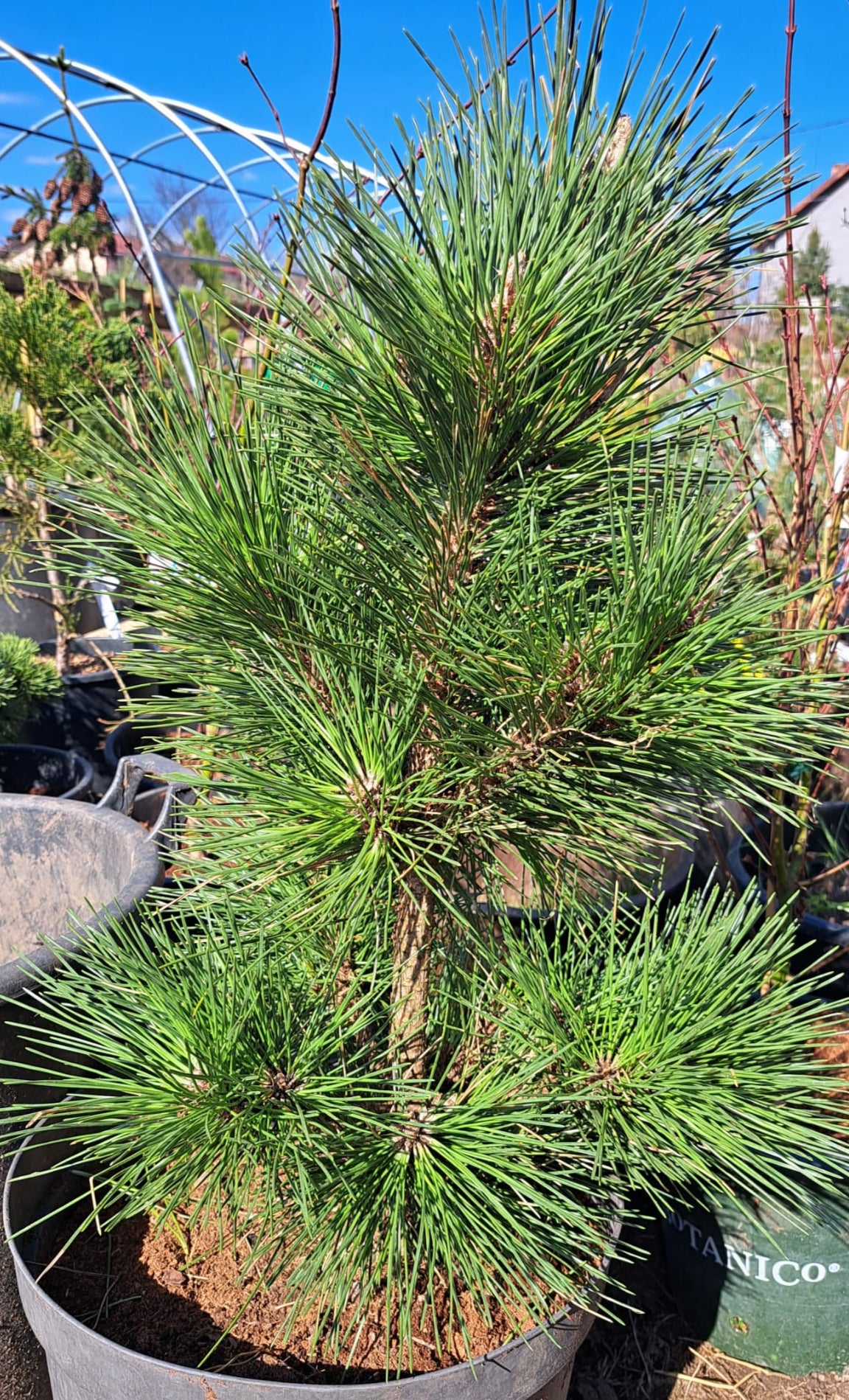 Pinus thunbergii 'Thunderhead' - 60 cm