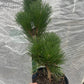 Pinus thunbergii 'Thunderhead' - 35, 55 cm