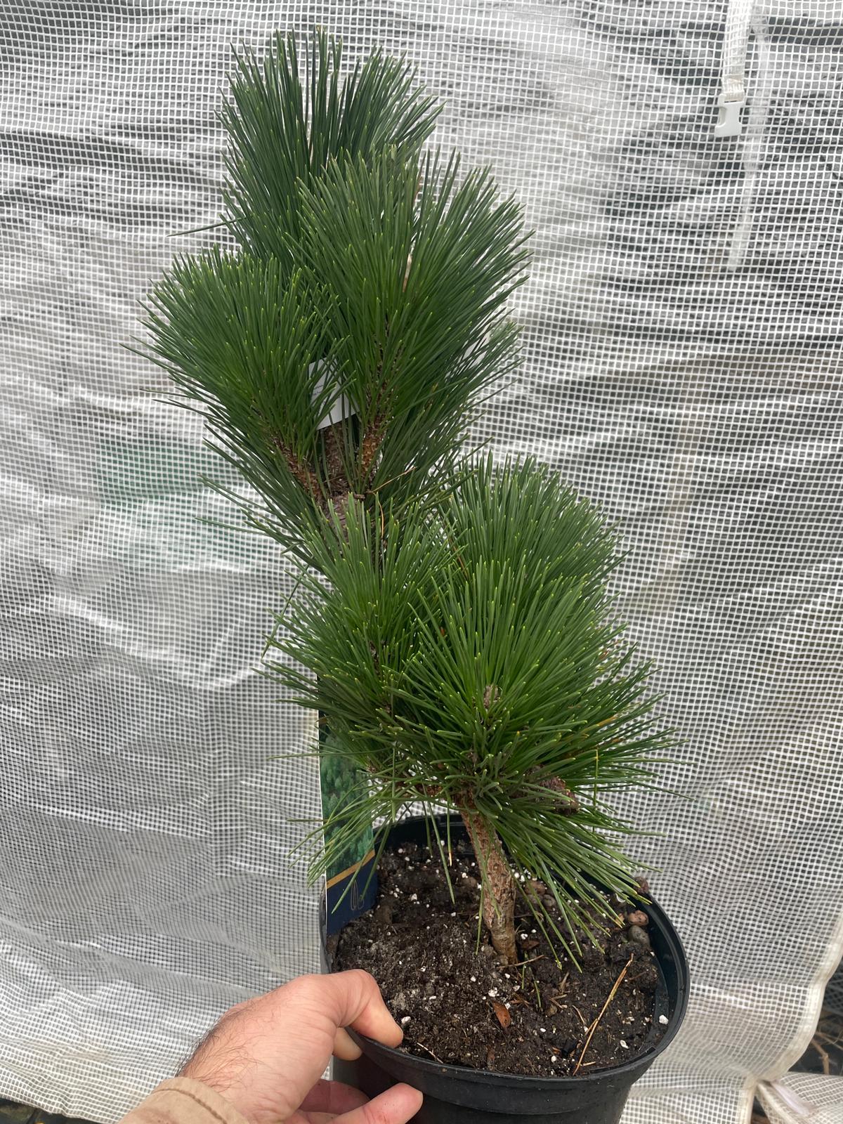 Pinus thunbergii 'Thunderhead' - 35, 55 cm
