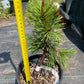 Pinus contorta 'Taylor's Sunburst' - 30 cm